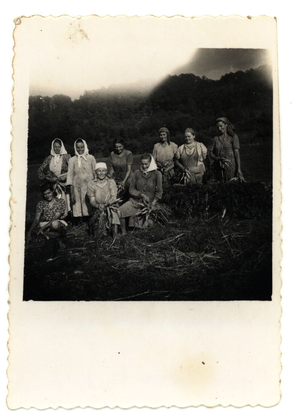 Nežinomas fotografas, Raudondvarietės nuėmę morkų derlių