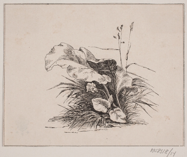 Adolph Kittendorff, Fiolen
