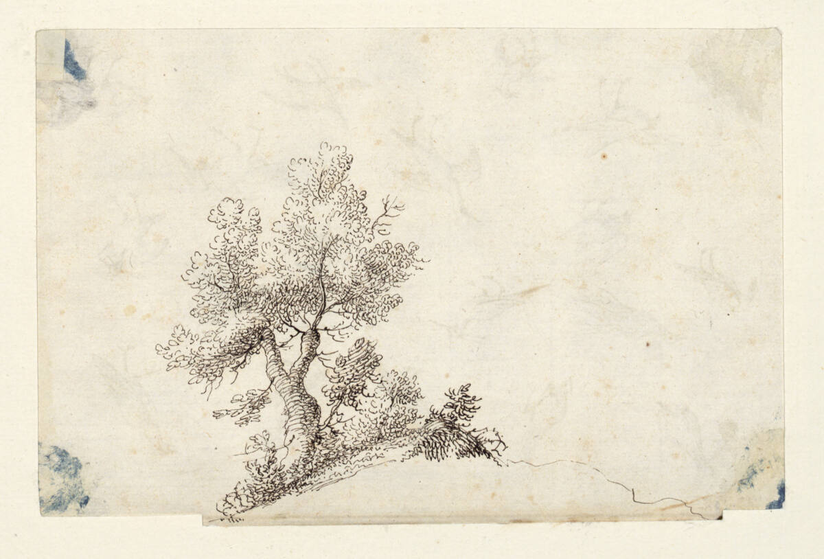 AlbertFlamen, Baum und Gebüsch