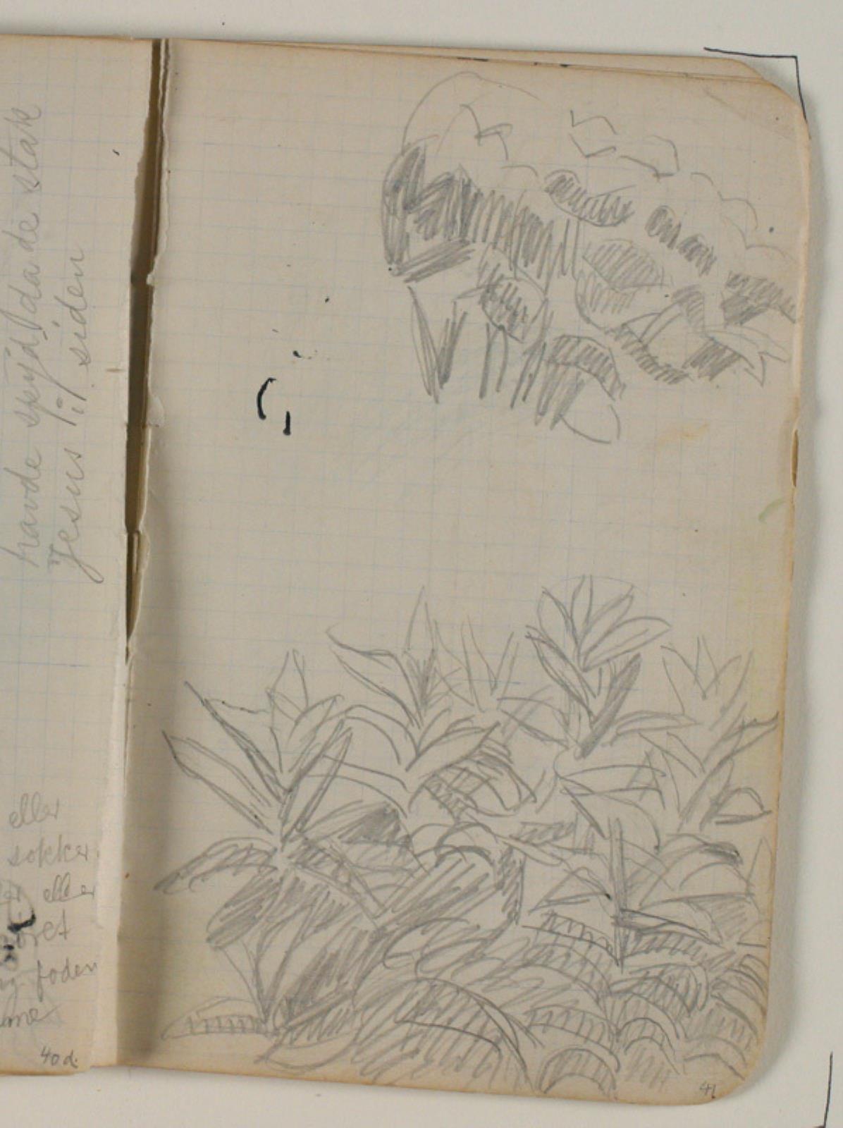 Niels Larsen Stevns, Plantestudier