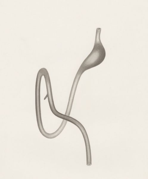 H.G Wetselaar, Digestive system