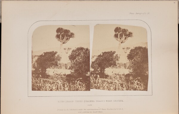 Charles Piazzi Smyth, Young dragon trees (Dracæna draco) near Orotava