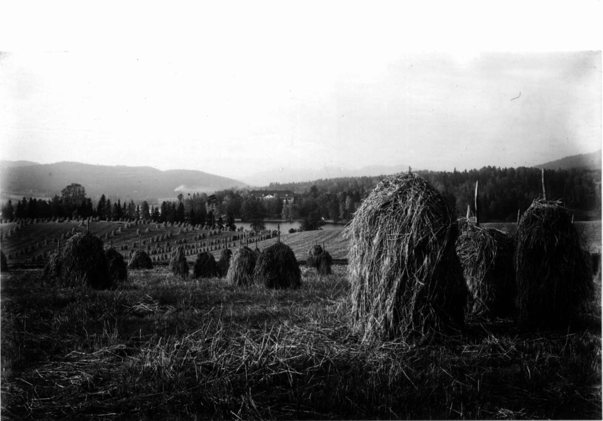 Hermann Christian Neupert, Bogstad gård ca. 1923. Hovedbygningen med parken i bakgrunnen. Kornåkre og kornstaur i forgrunnen.