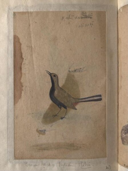 Unknown, Depictions of a India pitta and Brown-backed Indian robin of Northern India
