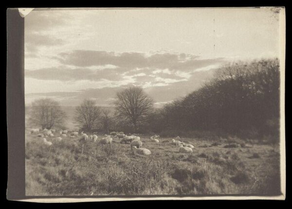 Gale, Lt. Col. Joseph, Flock of Sheep