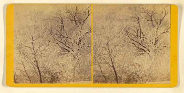 Benjamin West Kilburn, [Trees with frost]