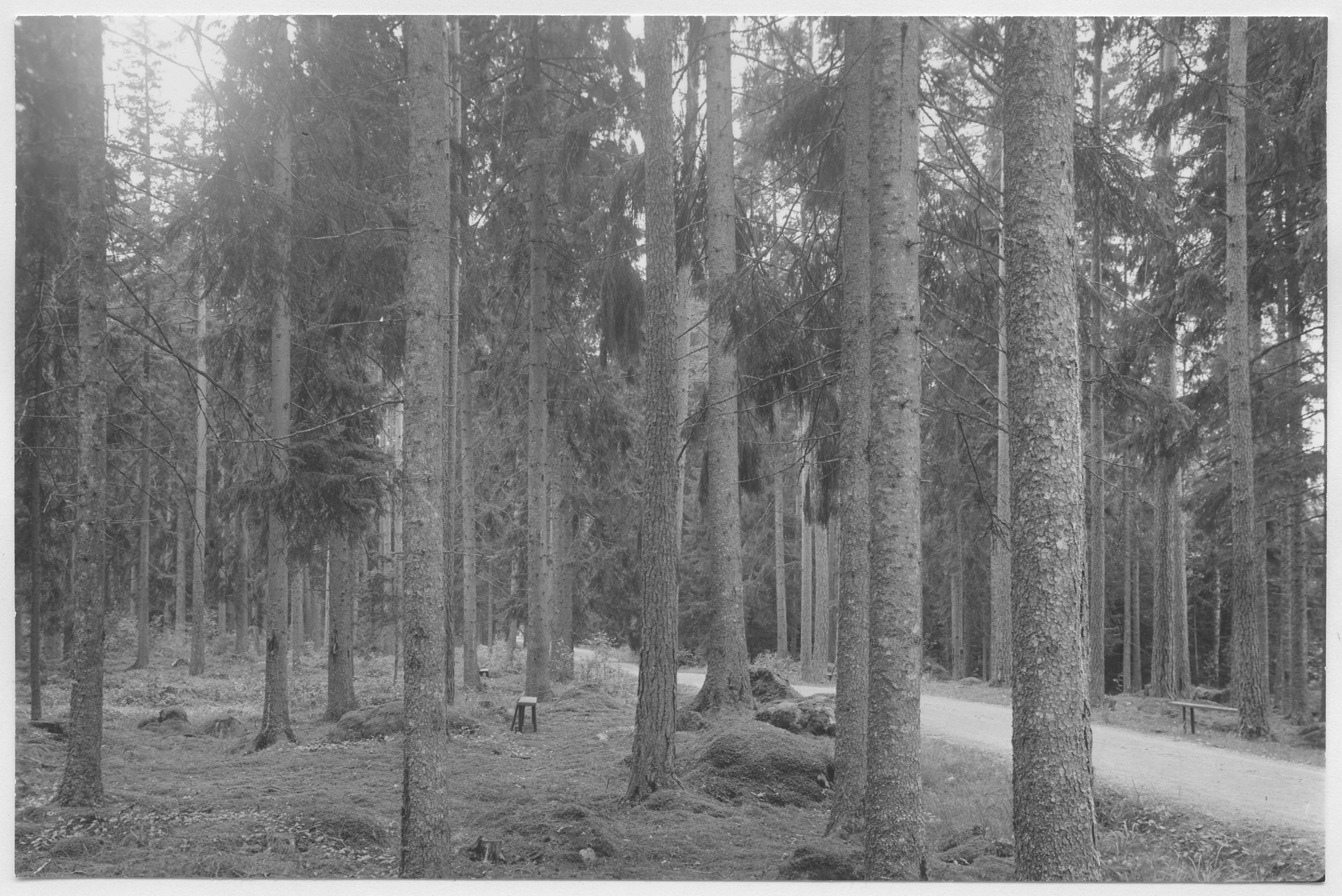 Mårten Sjöbeck, Porla, åldrig granskog
