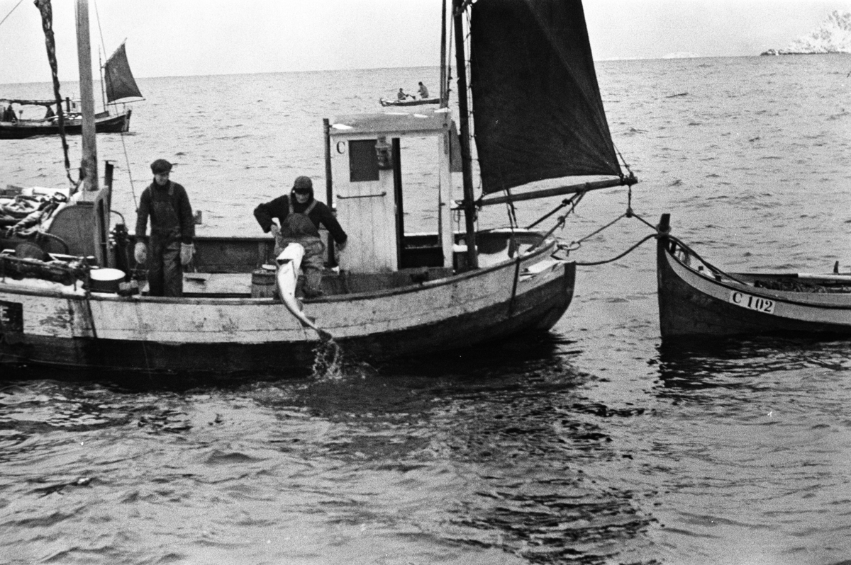 Anders Beer Wilse, Prot: Fisken hales inn