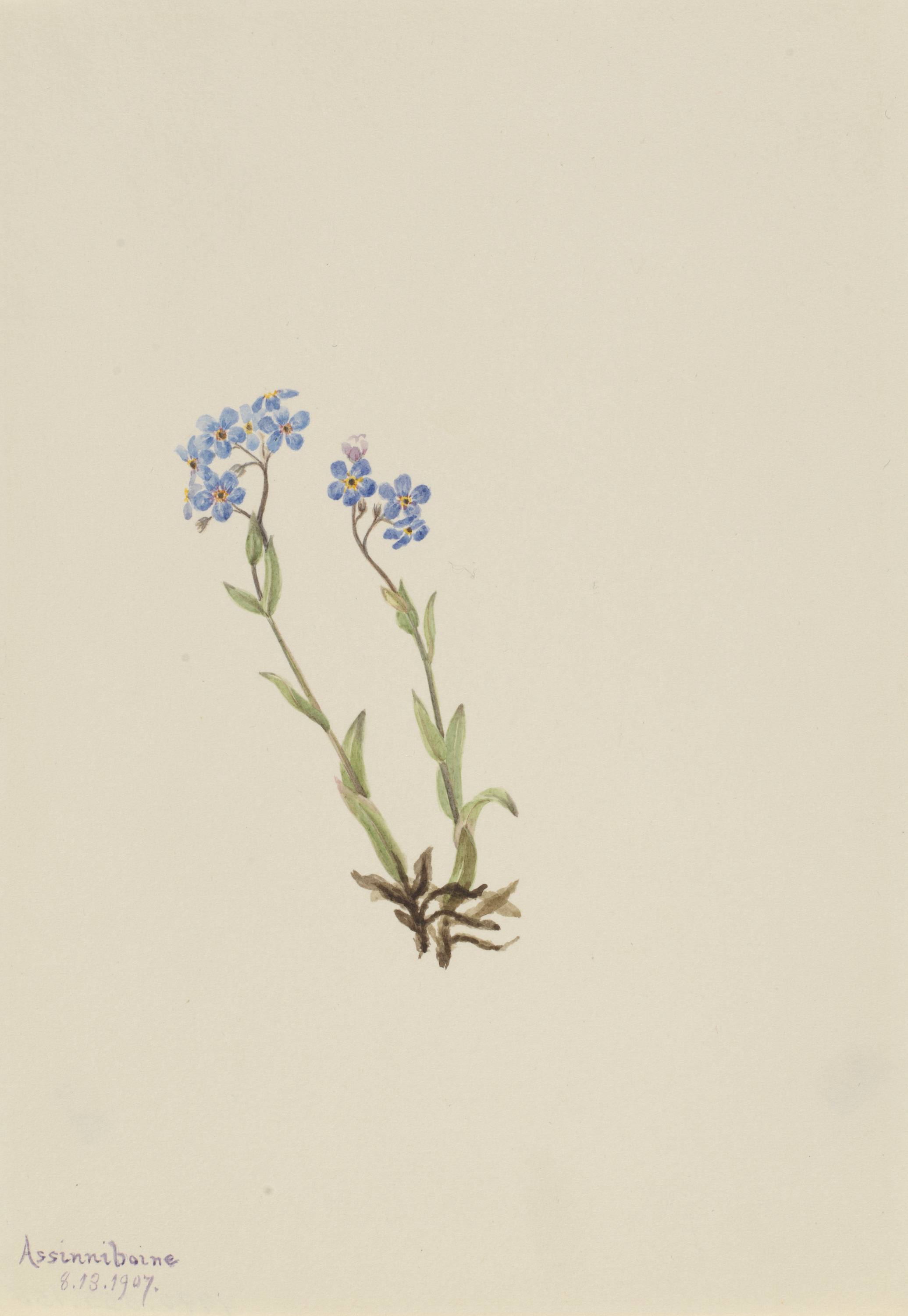 Mary Vaux Walcott, Forget-Me-Not (Myosotis alpestris)