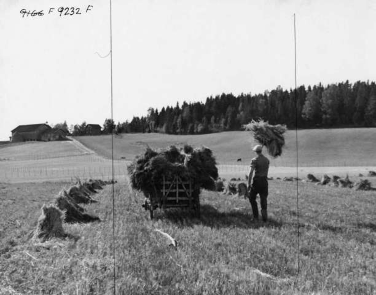 Anders Beer Wilse, -8080