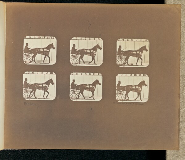Eadweard J. Muybridge, Walking