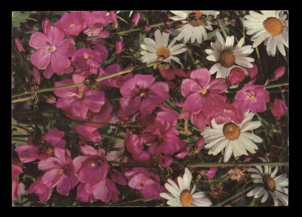 Hinde, John Wilfrid, Pink and White Flowers
