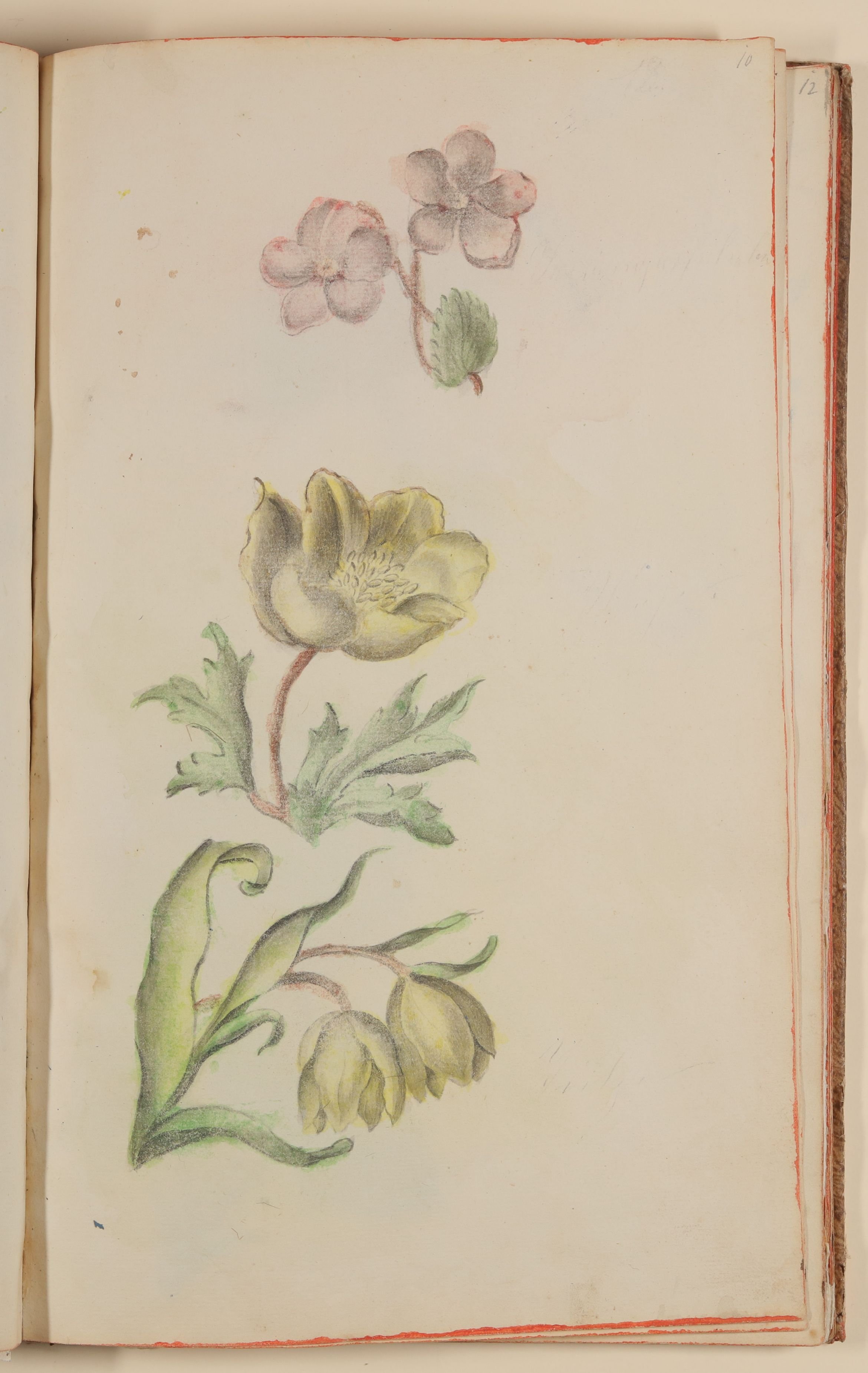 Marianne Franziska Seiffert von Klettenberg, Verschiedene Blumen, darunter Anemone und Tulpe [aus einem Skizzenbuch der Marianne Franziska Seiffert von Klettenberg]