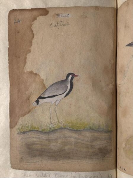 Unknown, Depictions of a Dalmatian pelican and a Red-wattled plover or lapwing