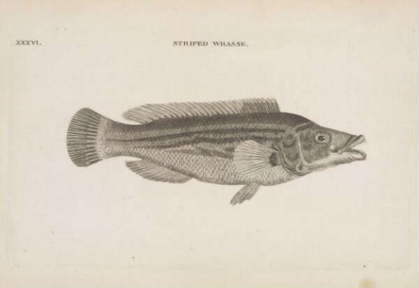 Unknown, STRIPED WRASSE.