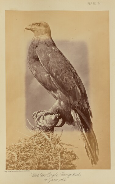 William Notman, Golden Eagle, Ring-tail. 35 Years old