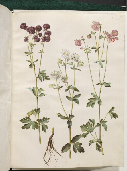 Hans Simon Holtzbecker, Aquilegia vulgaris (almindelig akeleje)