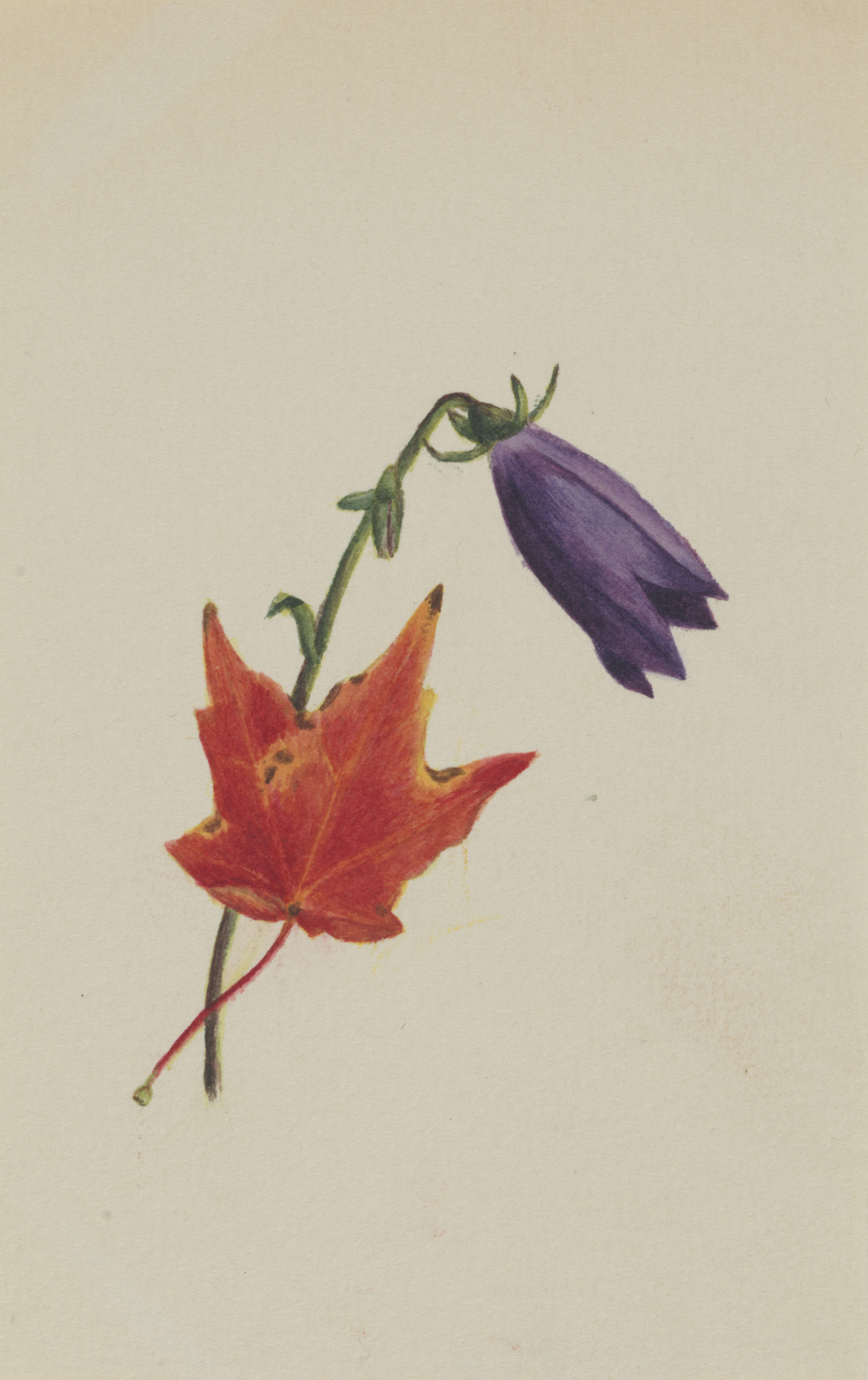 Mary Vaux Walcott, (Untitled)