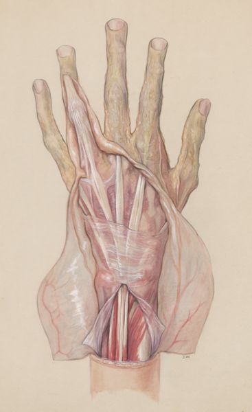J Wetselaar-Whittaker, Muscular tissue of the human hand