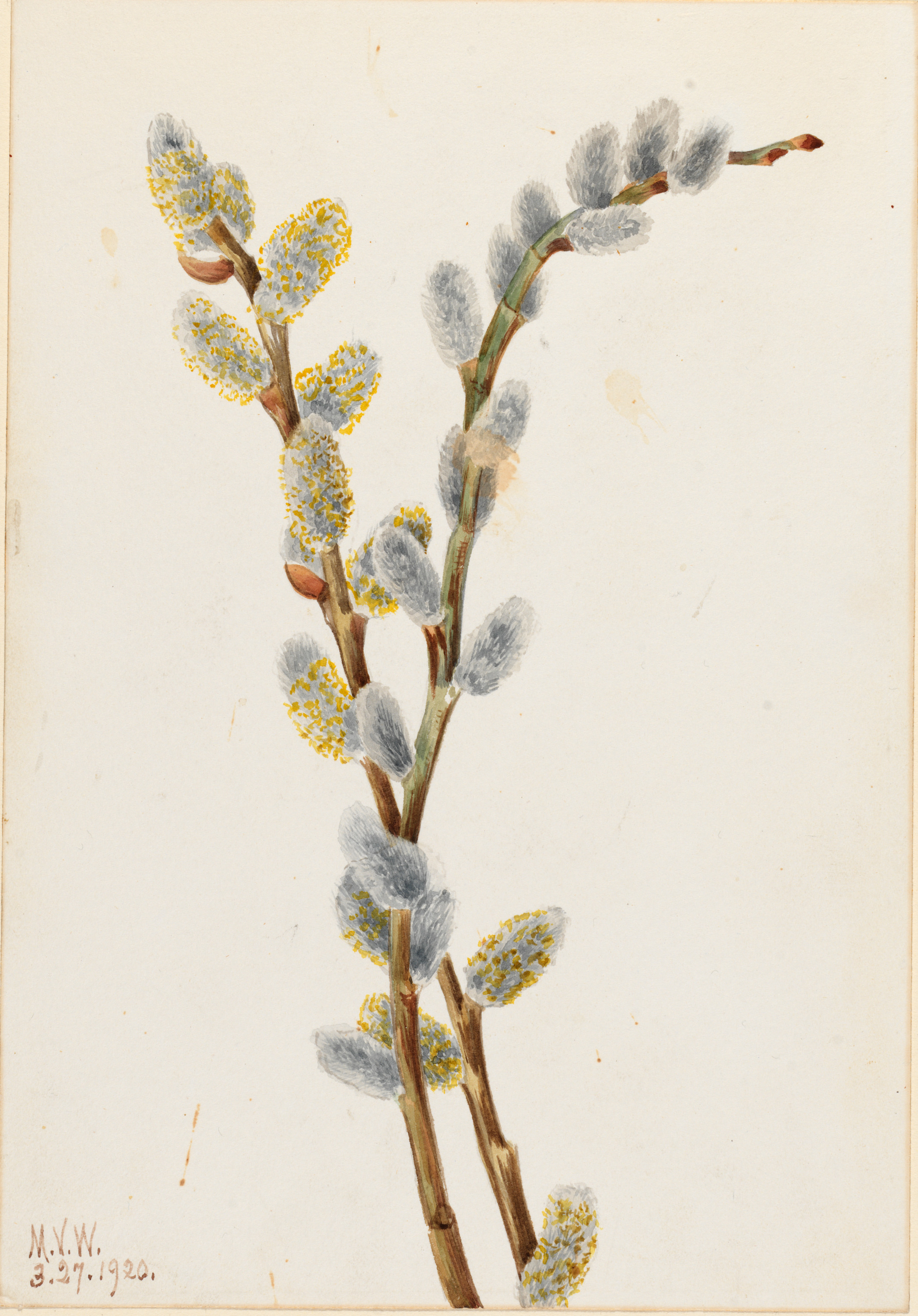 Mary Vaux Walcott, Pussy Willow (Salix discolor)