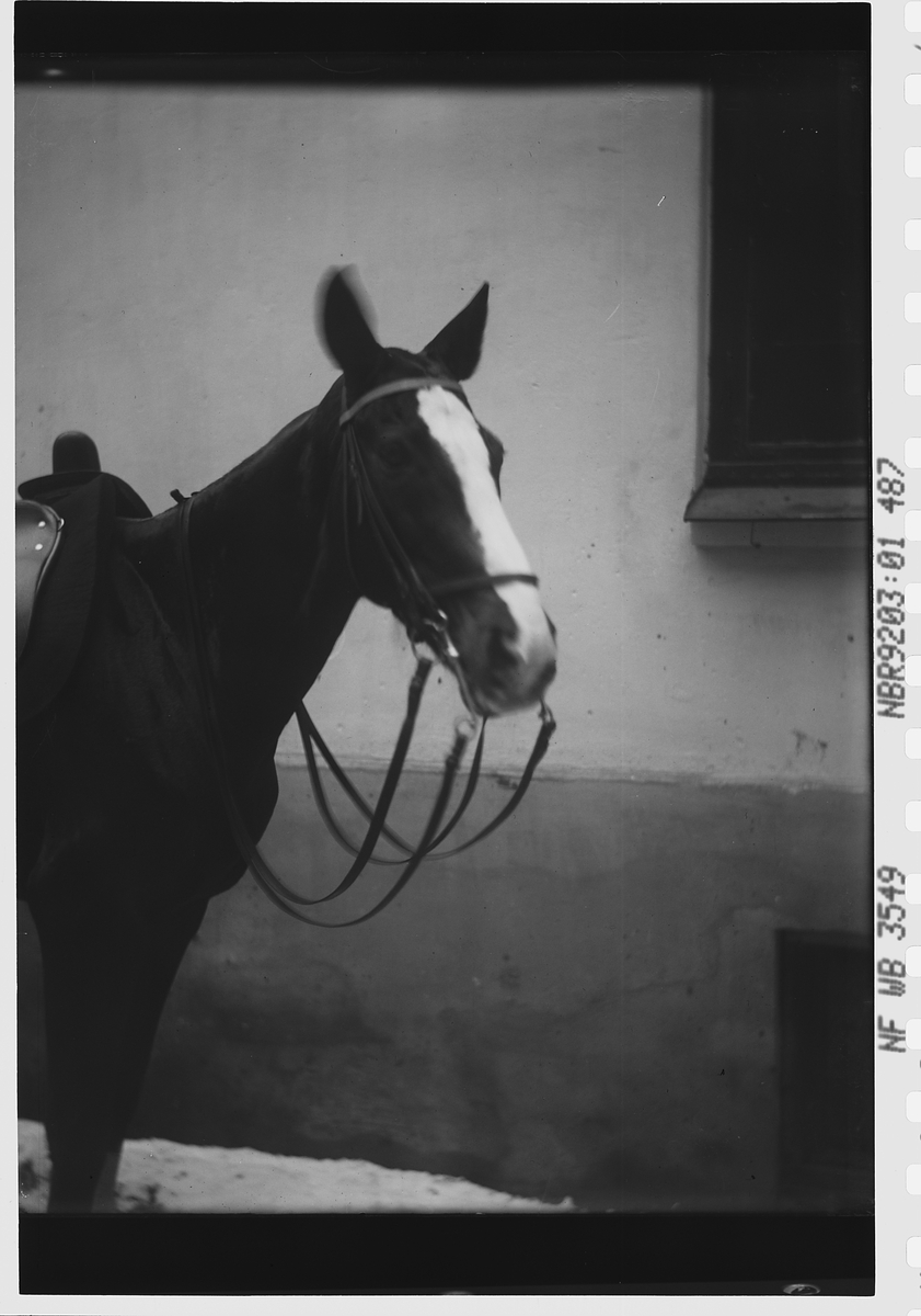 Anders Beer Wilse, Prot: Fru Petersens Hest