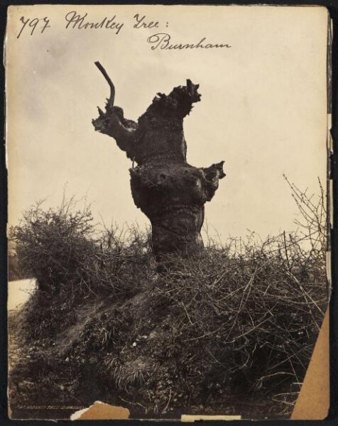 Francis Frith, Monkey Tree:  Burnham