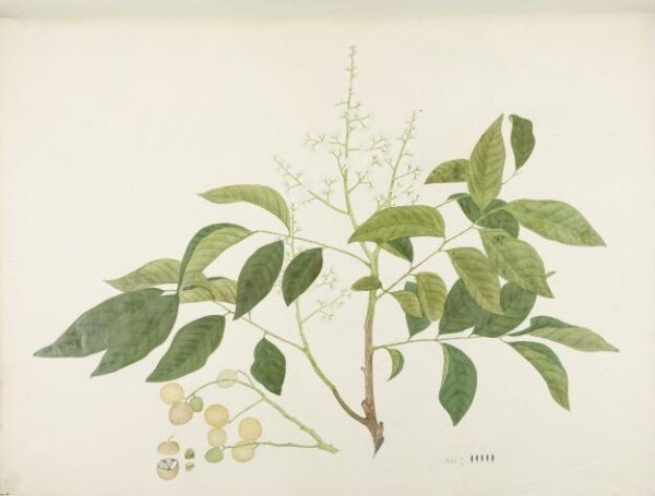 unknown, Flowers and Fruits