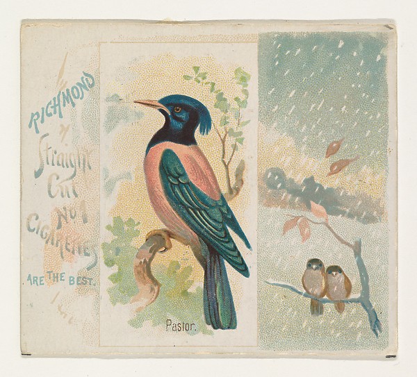 Allen & Ginter, Pastor, from the Song Birds of the World series (N42) for Allen & Ginter Cigarettes