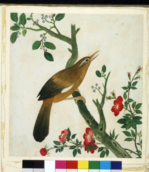 Unknown, Laughing Thrush