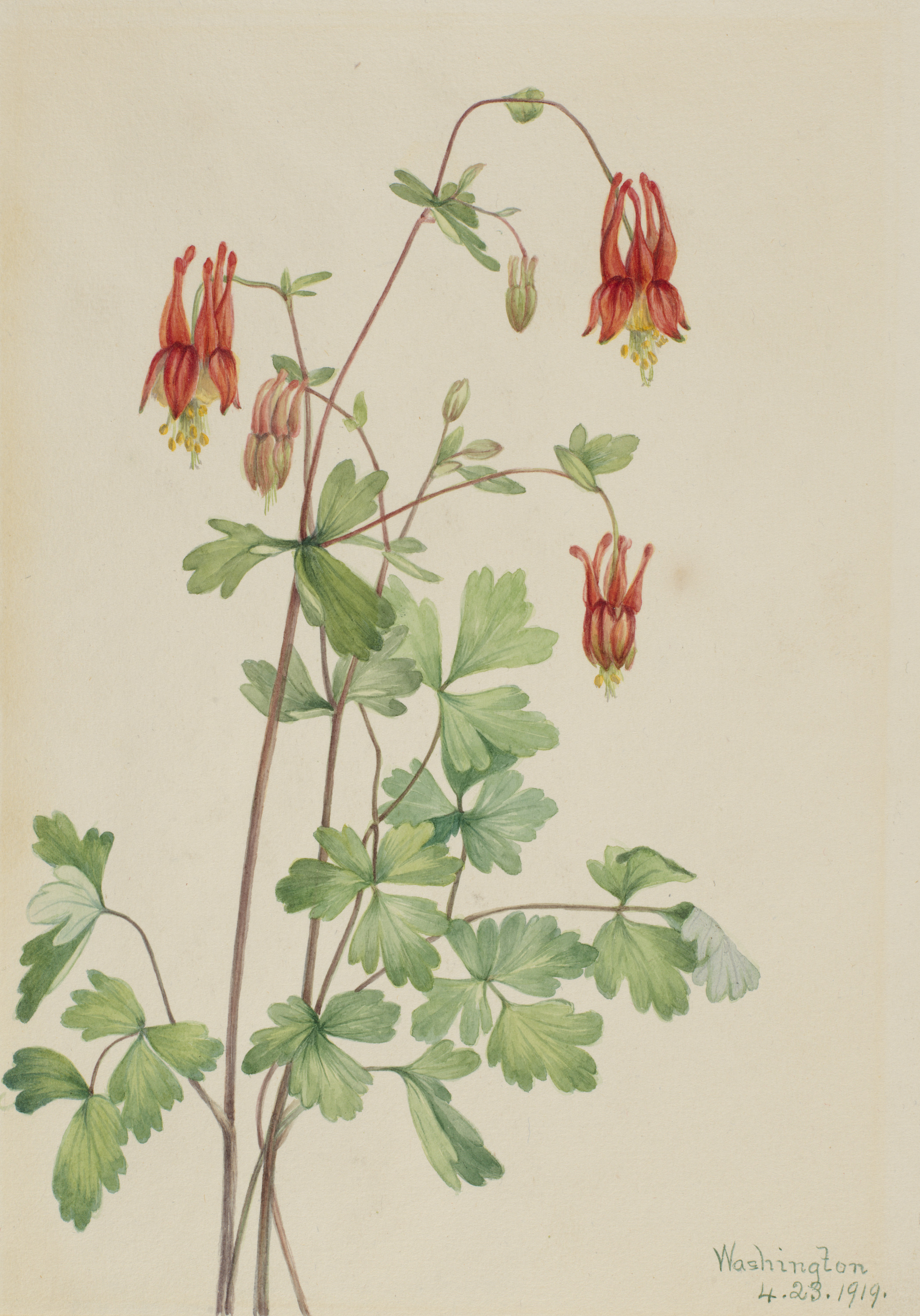 Mary Vaux Walcott, American Columbine (Aquilegia canadensis)