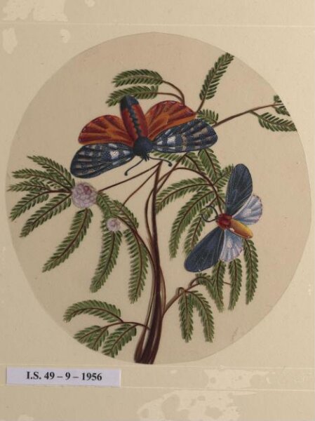 Unknown, One of twelve drawings of birds and reptiles, insects and flowers.