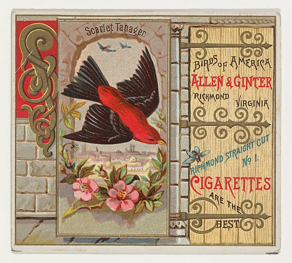 Allen & Ginter, Scarlet Tanager, from the Birds of America series (N37) for Allen & Ginter Cigarettes