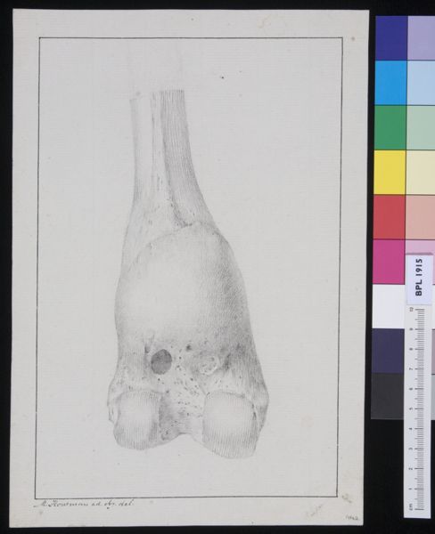 M Houtman, Bone from either an arm or leg