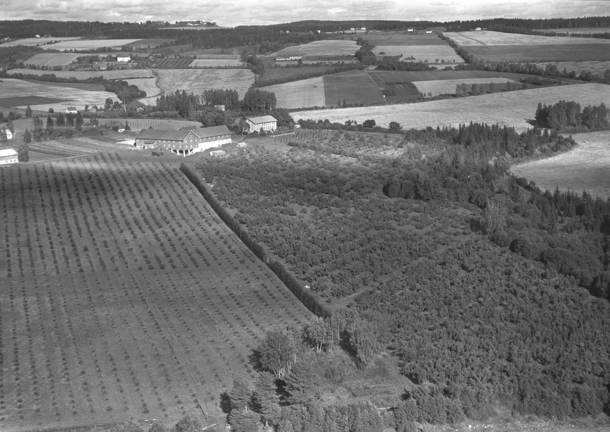 Anno Domkirkeodden, Flyfoto, gardsbruk, hagebruk, frukttrær, Fossum, Nes, Hedmark.