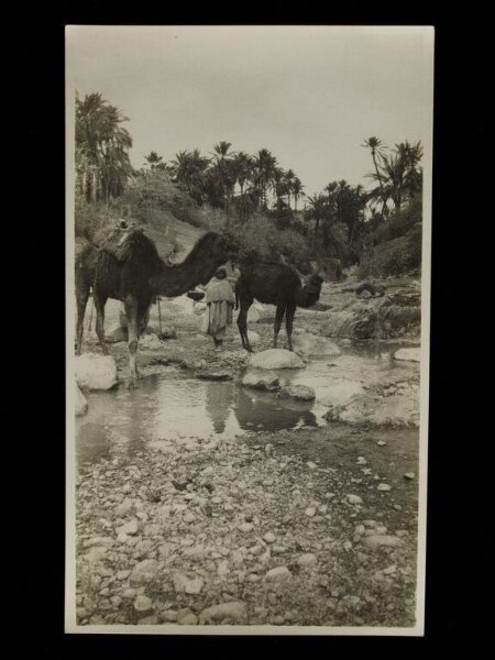 Unknown, A boy with two camels by an oasis, Bou Sada, Algeria.