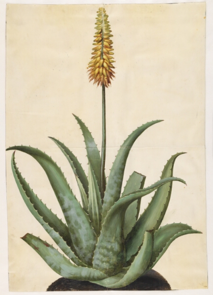 Hans Simon Holtzbecker, Aloe vera (læge-aloe)
