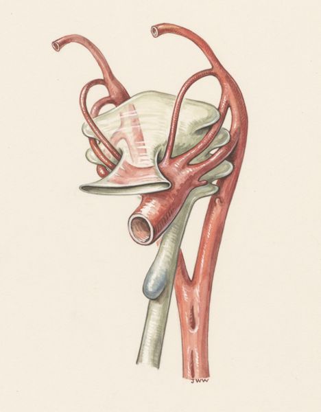 J Wetselaar-Whittaker, Veins of a human embryo