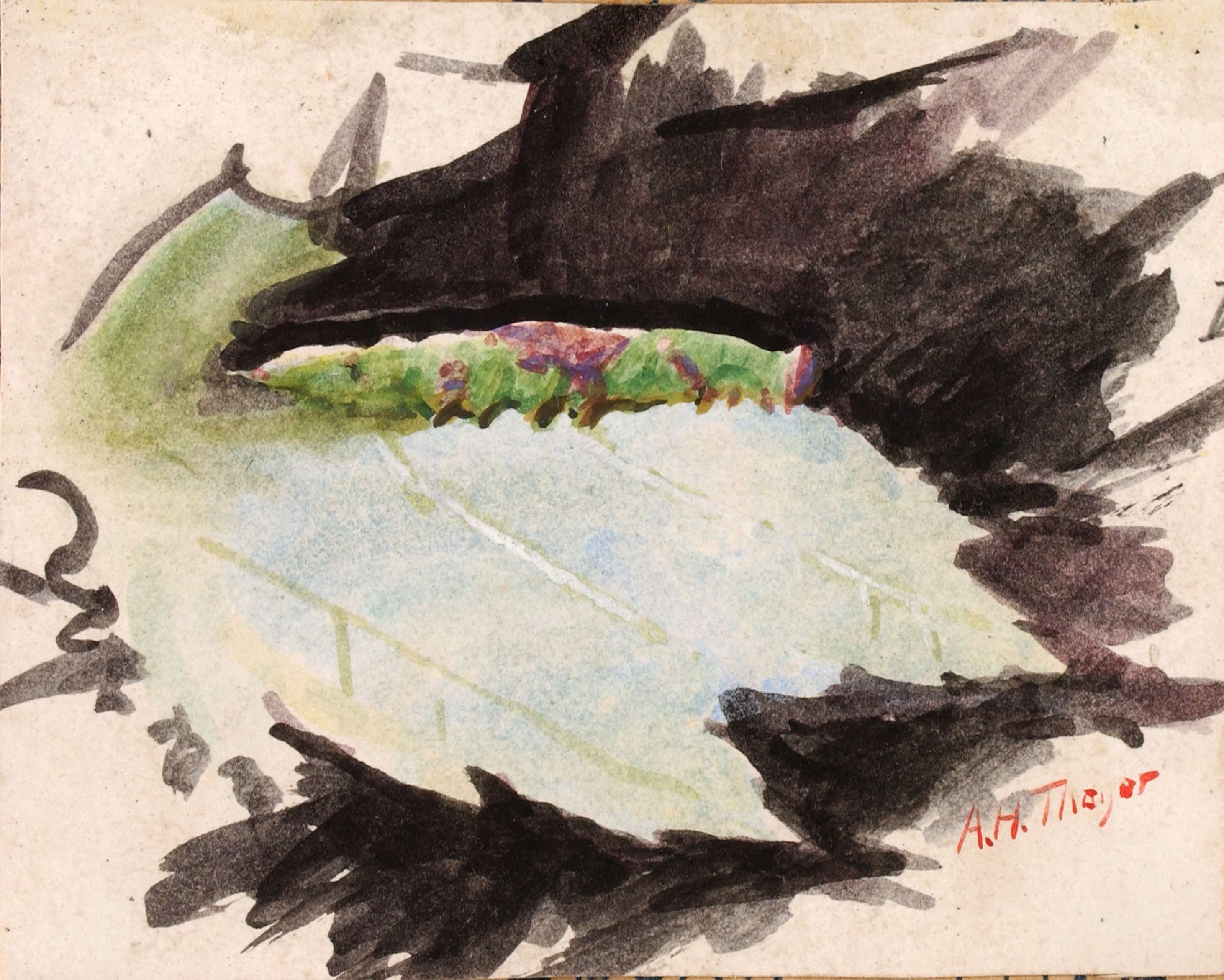 Abbott Handerson Thayer, Heterocampa Biundata, Walker, study for book Concealing Coloration in the Animal Kingdom