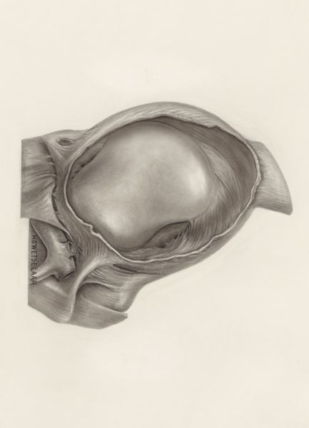 H.G Wetselaar, Muscular tissue of the upper extremities