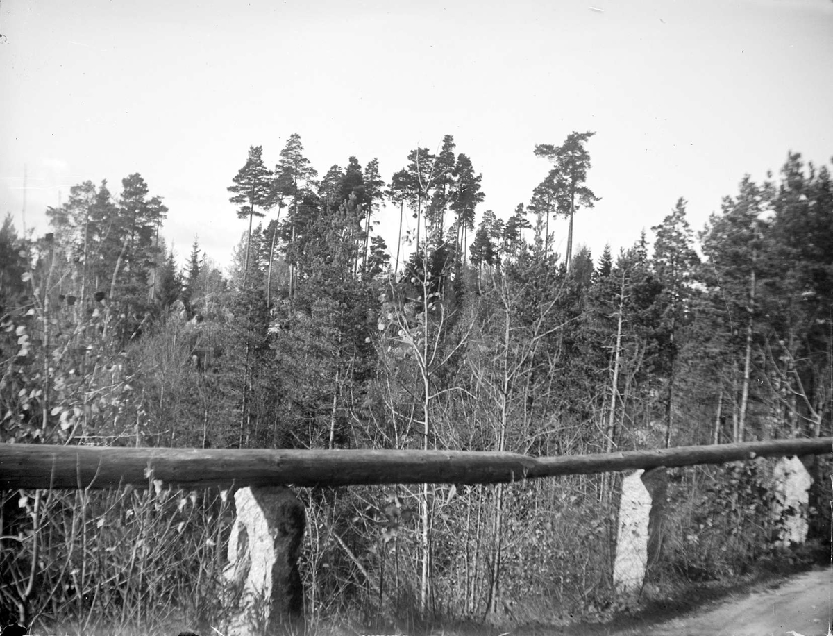 August Fredrik Schagerström, Mixforest at Morgongåva, Vittinge parish, Uppland in 1920