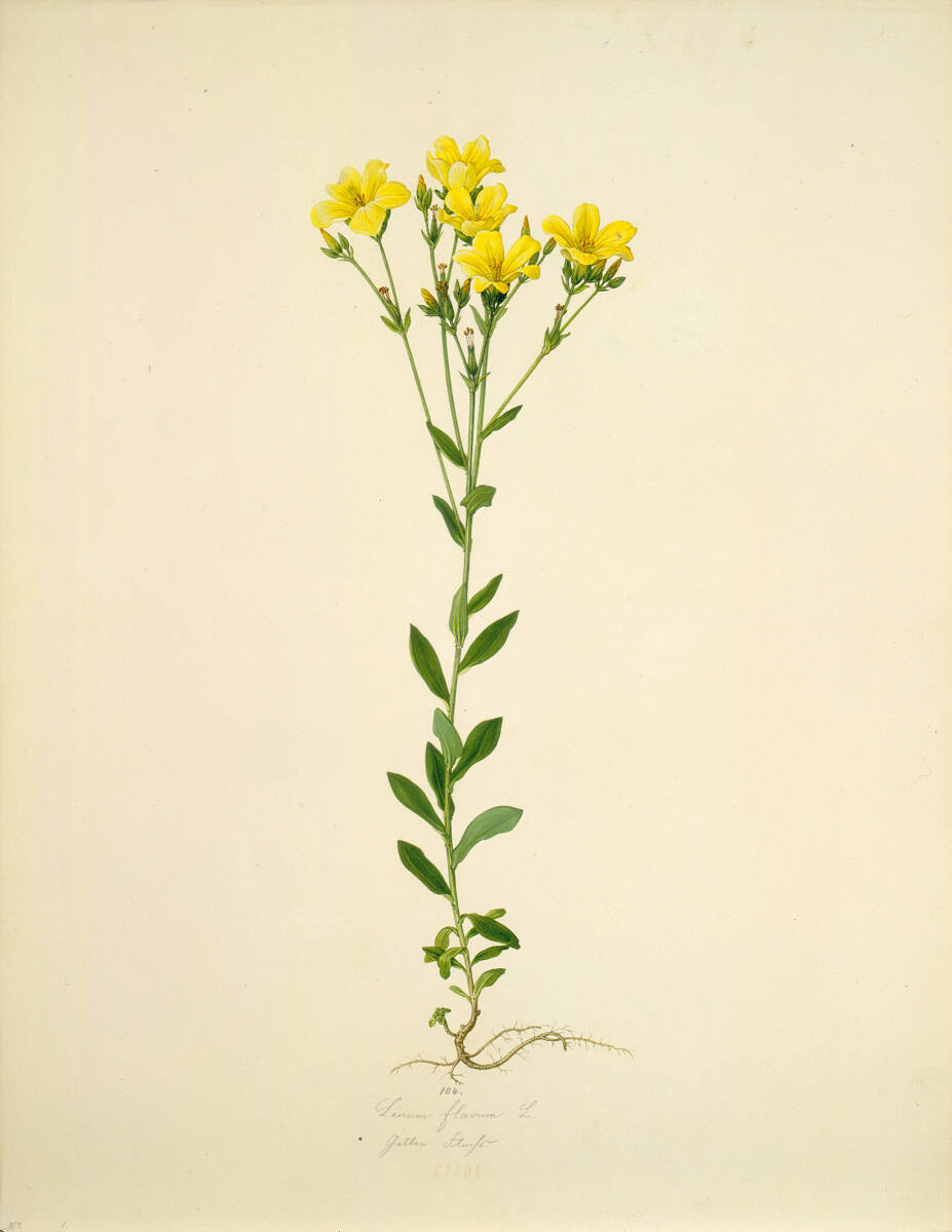 AugustRokert, Linum flavum L - Gelber Lein