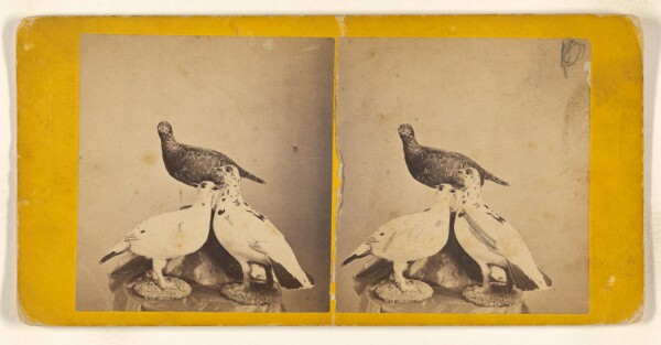 John B. Heywood, Ptarmigan in Summer and Winter Plumage.