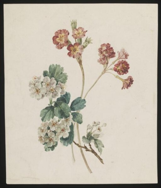 unknown, Drawing