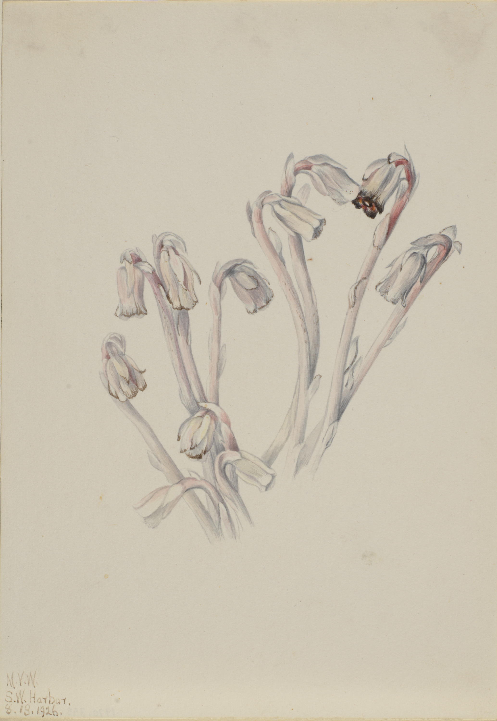 Mary Vaux Walcott, Indian Pipe (Monotropa uniflora)