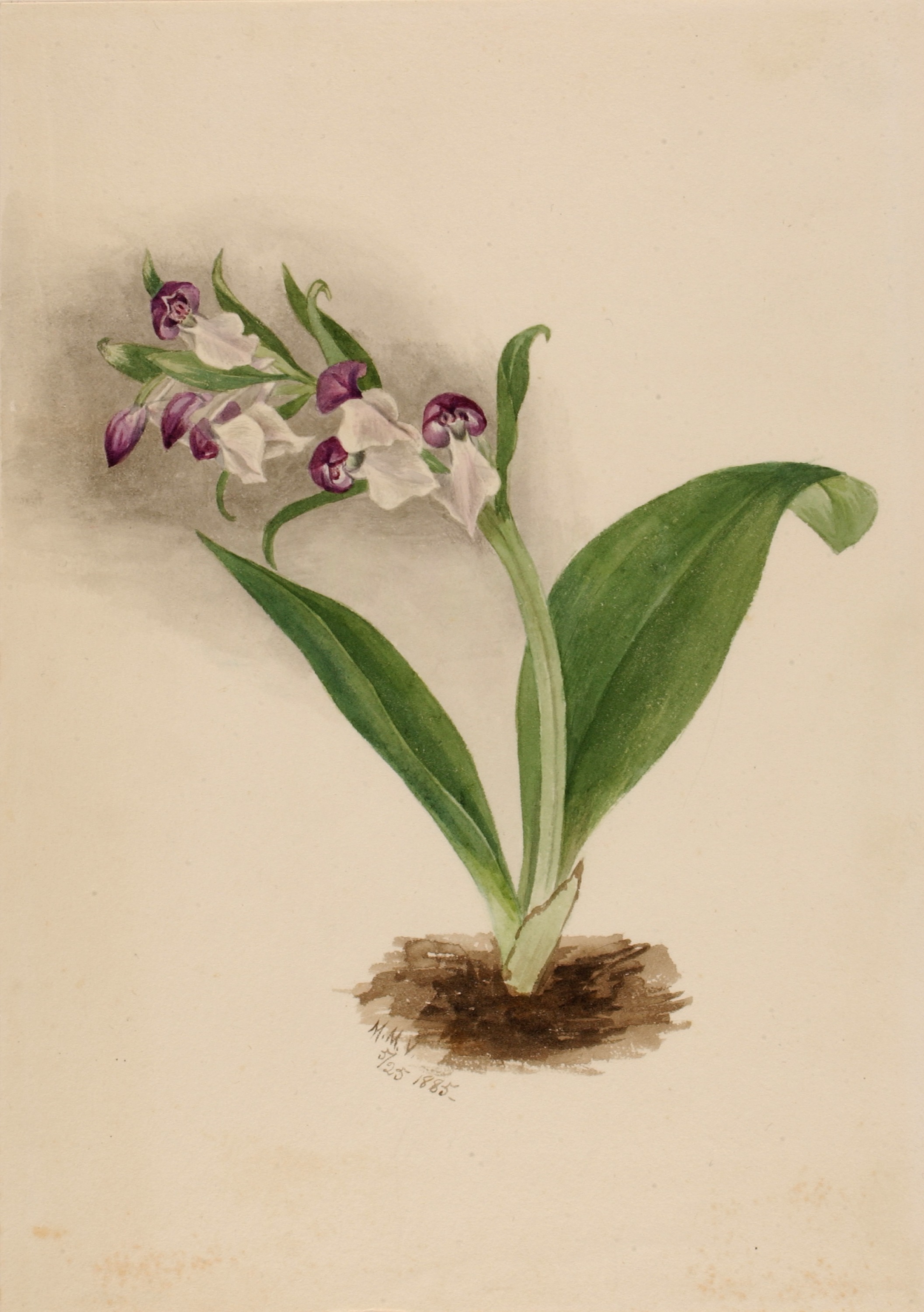 Mary Vaux Walcott, Showy Orchids (Orchis spectabilis)