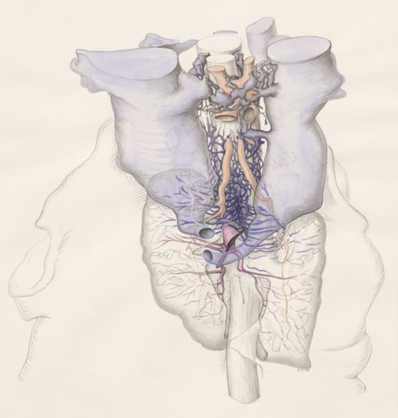 J Wetselaar-Whittaker, Tissue of a human embryo