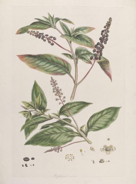 John Miller, Print