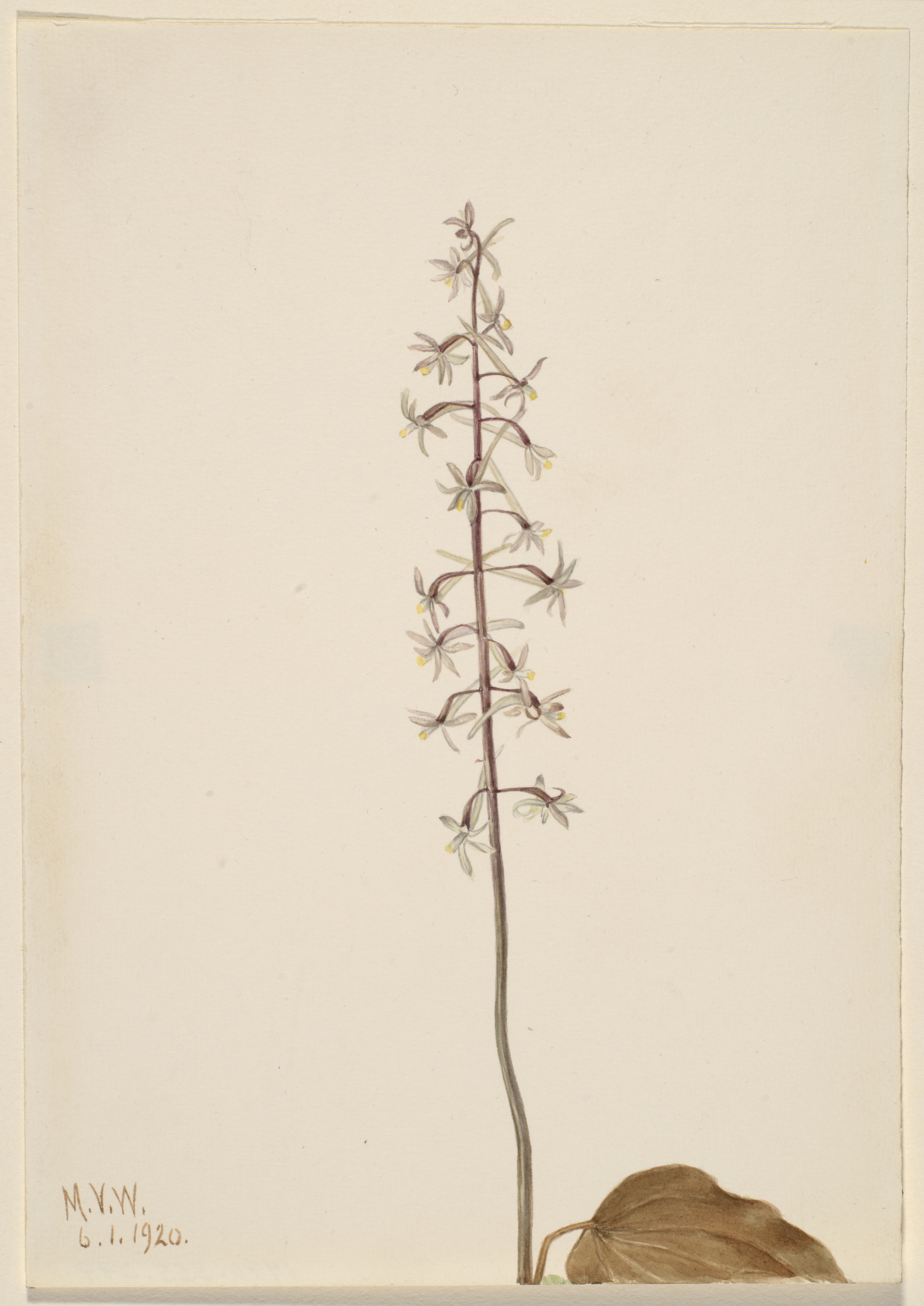 Mary Vaux Walcott, Crane-Fly Orchis (Tipularia uniflora)