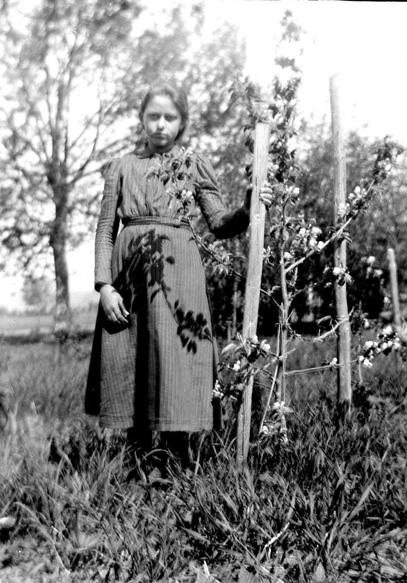 Juliane Fredrikke Langberg, Portrett av jente, Emily Holm, fotografens niese, stående ved et lite frukttre støttet med trestolper. Hun er datter av soknepresten i Hurum, Olaf A. Holm (i tjeneste der 1897-1904). Hun er kledd i stripet blåtøyskjole. Ant. tatt i Hurum. Fra malerinne Juliane Fredrikke Langbergs (1856-1930) samlin…