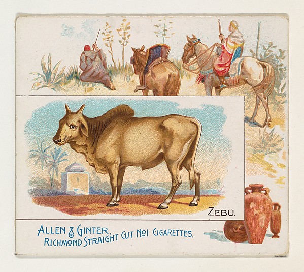Allen & Ginter, Zebu, from Quadrupeds series (N41) for Allen & Ginter Cigarettes